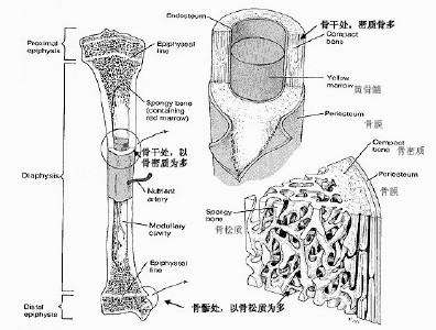 骨密度正常值.jpg